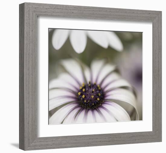 Silver Daisy II-Karin Connolly-Framed Art Print