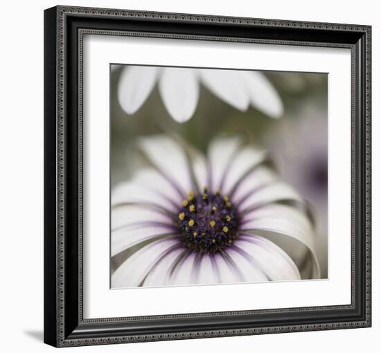 Silver Daisy II-Karin Connolly-Framed Art Print