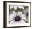 Silver Daisy II-Karin Connolly-Framed Art Print