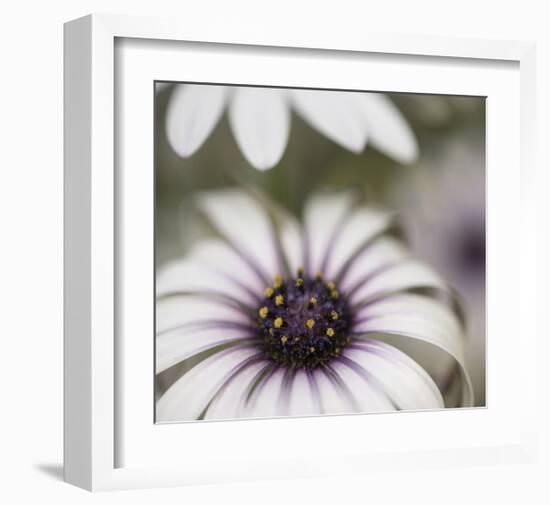 Silver Daisy II-Karin Connolly-Framed Art Print