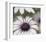 Silver Daisy II-Karin Connolly-Framed Art Print