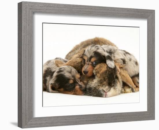 Silver Dapple Miniature Dachshund Puppies Cuddled up with Tortoiseshell Dwarf Lop Doe Rabbit-Jane Burton-Framed Photographic Print