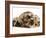 Silver Dapple Miniature Dachshund Puppies Cuddled up with Tortoiseshell Dwarf Lop Doe Rabbit-Jane Burton-Framed Photographic Print