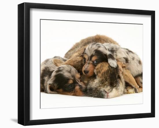 Silver Dapple Miniature Dachshund Puppies Cuddled up with Tortoiseshell Dwarf Lop Doe Rabbit-Jane Burton-Framed Photographic Print