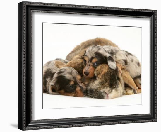 Silver Dapple Miniature Dachshund Puppies Cuddled up with Tortoiseshell Dwarf Lop Doe Rabbit-Jane Burton-Framed Photographic Print