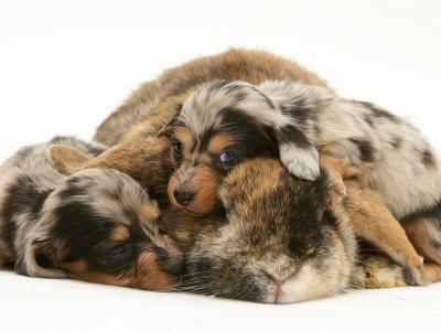 Silver Dapple Miniature Dachshund Puppies Cuddled up with