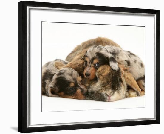 Silver Dapple Miniature Dachshund Puppies Cuddled up with Tortoiseshell Dwarf Lop Doe Rabbit-Jane Burton-Framed Photographic Print