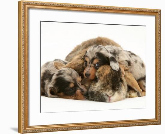 Silver Dapple Miniature Dachshund Puppies Cuddled up with Tortoiseshell Dwarf Lop Doe Rabbit-Jane Burton-Framed Photographic Print