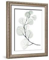Silver Dollars I-Jennifer Paxton Parker-Framed Art Print