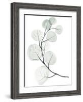 Silver Dollars I-Jennifer Paxton Parker-Framed Art Print