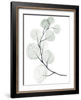 Silver Dollars I-Jennifer Paxton Parker-Framed Art Print