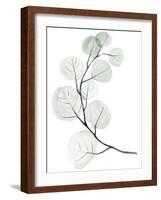 Silver Dollars I-Jennifer Paxton Parker-Framed Art Print