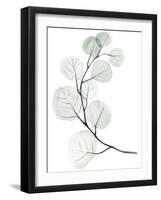 Silver Dollars I-Jennifer Paxton Parker-Framed Art Print