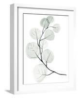 Silver Dollars I-Jennifer Paxton Parker-Framed Art Print