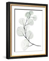 Silver Dollars I-Jennifer Paxton Parker-Framed Art Print