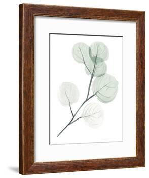 Silver Dollars II-Jennifer Paxton Parker-Framed Art Print