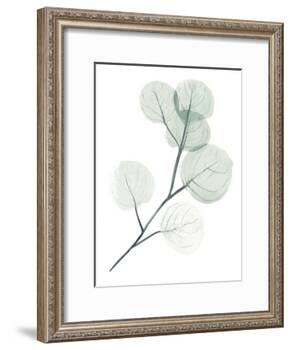Silver Dollars II-Jennifer Paxton Parker-Framed Art Print