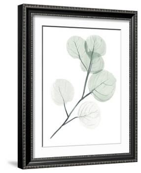 Silver Dollars II-Jennifer Paxton Parker-Framed Art Print