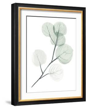 Silver Dollars II-Jennifer Paxton Parker-Framed Art Print