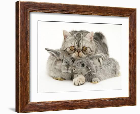 Silver Exotic Cat Cuddling up with Two Baby Silver Rabbits-Jane Burton-Framed Photographic Print