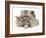 Silver Exotic Cat Cuddling up with Two Baby Silver Rabbits-Jane Burton-Framed Photographic Print