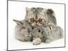 Silver Exotic Cat Cuddling up with Two Baby Silver Rabbits-Jane Burton-Mounted Photographic Print