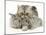 Silver Exotic Cat Cuddling up with Two Baby Silver Rabbits-Jane Burton-Mounted Photographic Print