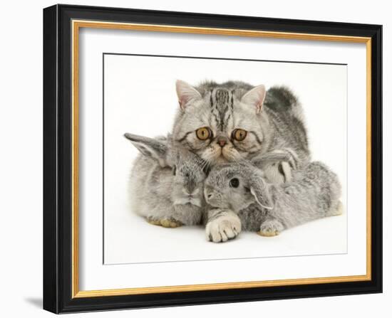 Silver Exotic Cat Cuddling up with Two Baby Silver Rabbits-Jane Burton-Framed Photographic Print