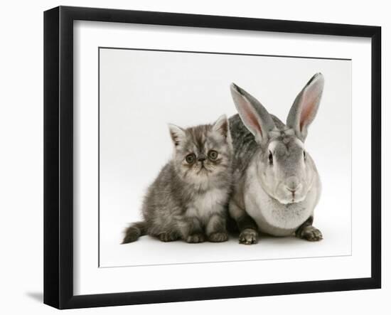 Silver Exotic Kitten, 9-Week with Silver Rex Doe Rabbit-Jane Burton-Framed Photographic Print