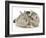 Silver Exotic Kitten Looking Inquisitively at Silver Baby Rabbit-Jane Burton-Framed Photographic Print