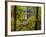 Silver Falls State Park, Salem, Oregon-Darrell Gulin-Framed Photographic Print