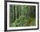 Silver Falls Trail, Mt. Rainier National Park, Washington, USA-Jamie & Judy Wild-Framed Photographic Print