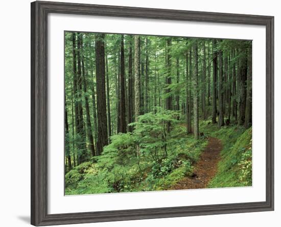 Silver Falls Trail, Mt. Rainier National Park, Washington, USA-Jamie & Judy Wild-Framed Photographic Print