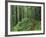 Silver Falls Trail, Mt. Rainier National Park, Washington, USA-Jamie & Judy Wild-Framed Photographic Print