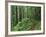 Silver Falls Trail, Mt. Rainier National Park, Washington, USA-Jamie & Judy Wild-Framed Photographic Print