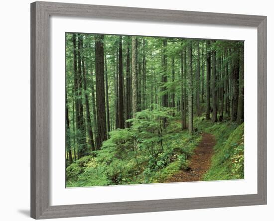 Silver Falls Trail, Mt. Rainier National Park, Washington, USA-Jamie & Judy Wild-Framed Photographic Print