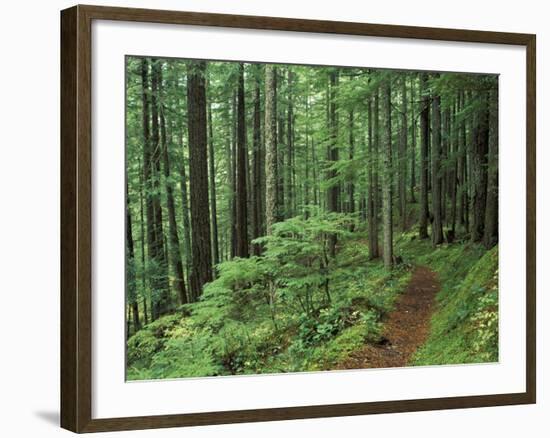 Silver Falls Trail, Mt. Rainier National Park, Washington, USA-Jamie & Judy Wild-Framed Photographic Print