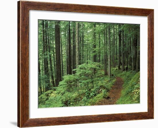 Silver Falls Trail, Mt. Rainier National Park, Washington, USA-Jamie & Judy Wild-Framed Photographic Print