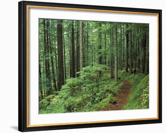 Silver Falls Trail, Mt. Rainier National Park, Washington, USA-Jamie & Judy Wild-Framed Photographic Print