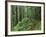 Silver Falls Trail, Mt. Rainier National Park, Washington, USA-Jamie & Judy Wild-Framed Photographic Print