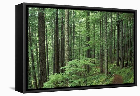 Silver Falls Trail, Mt. Rainier National Park, Washington, USA-Jamie & Judy Wild-Framed Premier Image Canvas