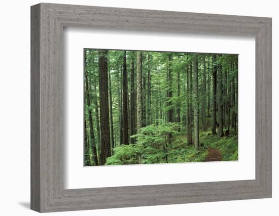 Silver Falls Trail, Mt. Rainier National Park, Washington, USA-Jamie & Judy Wild-Framed Photographic Print