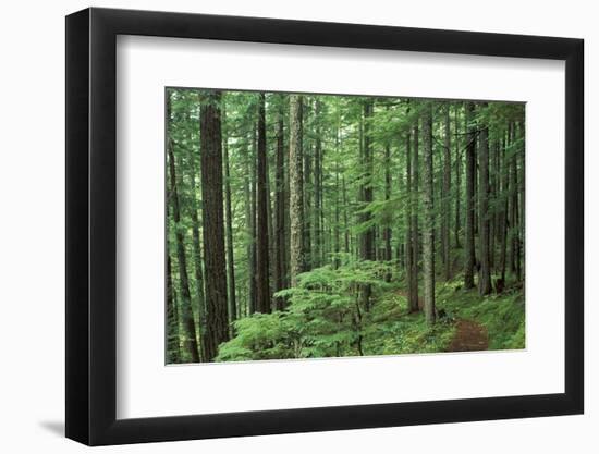 Silver Falls Trail, Mt. Rainier National Park, Washington, USA-Jamie & Judy Wild-Framed Photographic Print