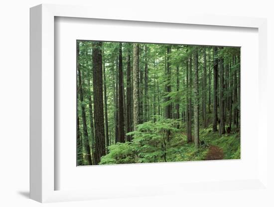 Silver Falls Trail, Mt. Rainier National Park, Washington, USA-Jamie & Judy Wild-Framed Photographic Print