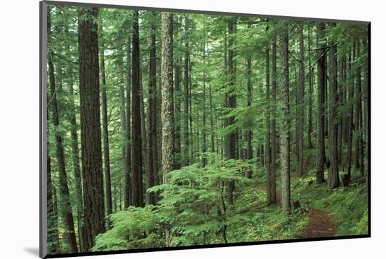 Silver Falls Trail, Mt. Rainier National Park, Washington, USA-Jamie & Judy Wild-Mounted Photographic Print