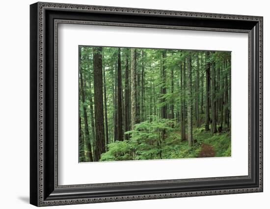 Silver Falls Trail, Mt. Rainier National Park, Washington, USA-Jamie & Judy Wild-Framed Photographic Print