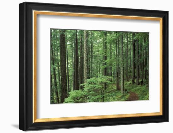 Silver Falls Trail, Mt. Rainier National Park, Washington, USA-Jamie & Judy Wild-Framed Photographic Print