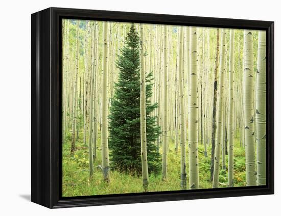 Silver FIr in Aspen Grove, White River National Forest, Colorado, USA-Charles Gurche-Framed Premier Image Canvas