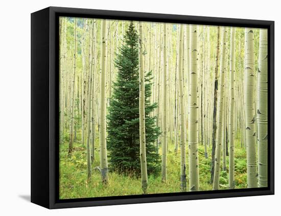 Silver FIr in Aspen Grove, White River National Forest, Colorado, USA-Charles Gurche-Framed Premier Image Canvas