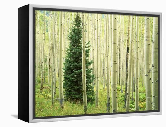 Silver FIr in Aspen Grove, White River National Forest, Colorado, USA-Charles Gurche-Framed Premier Image Canvas